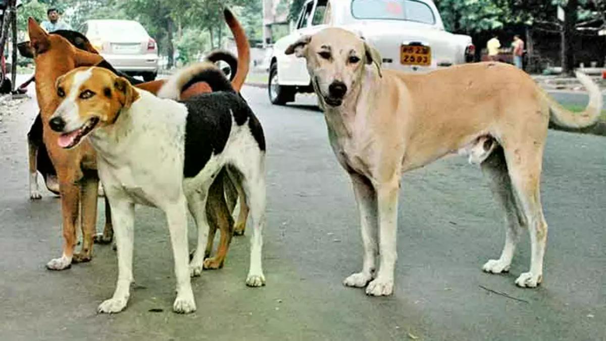 आवारा कुत्तों का आतंक: 2 साल की बच्ची गंभीर रूप से घायल, हालत नाजुक