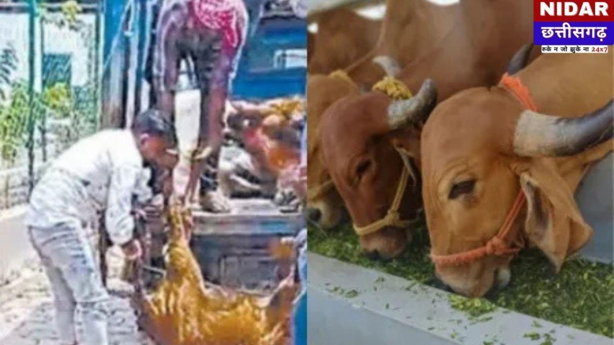 बिलासपुर गोठान में गायों की संदिग्ध मौतें: भूख-प्यास और लापरवाही का आरोप!