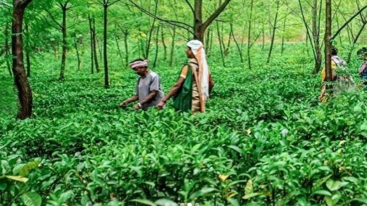  छत्तीसगढ़ का पर्यटन क्षेत्र बना नया आर्थिक इंजन: साय सरकार के क्रांतिकारी कदमों से रोजगार और निवेश की बहार