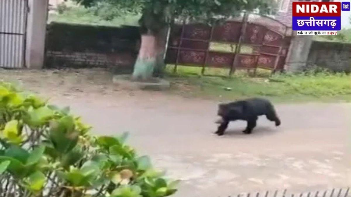 छत्तीसगढ़ के मनेंद्रगढ़ में भालुओं का आतंक: शहर में कर्फ्यू जैसी स्थिति, वन विभाग पर उठे सवाल