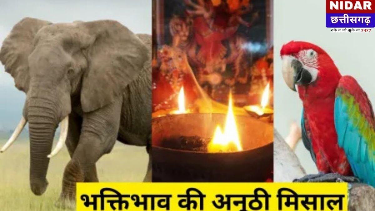 धमतरी में अनोखी नवरात्रि: पशु-प्रेम की मिसाल, पालतू जानवरों के नाम से जल रही मनोकामना ज्योत