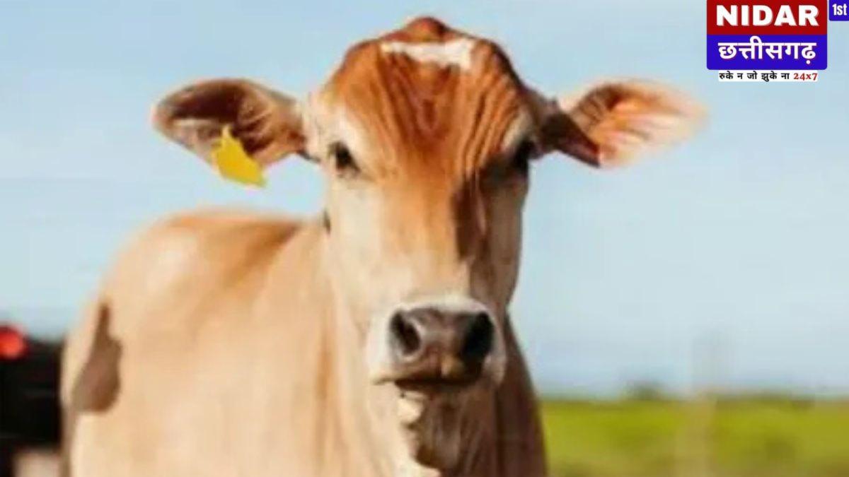  गौठान में गायों की दर्दनाक मौत, सवालों के घेरे में व्यवस्था!