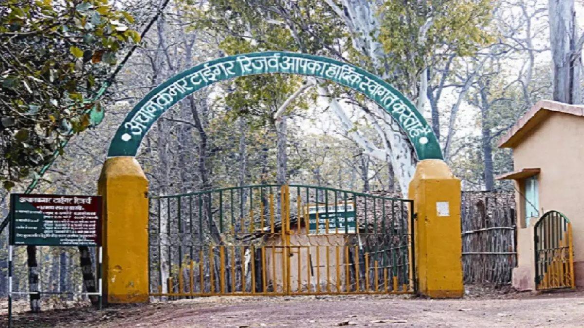 लोरमी में वन विभाग को चकमा देते तस्कर: डेढ़ लाख के 10 सागौन लट्ठे नदी किनारे छोड़कर भागे, विभाग की कार्यप्रणाली पर सवाल