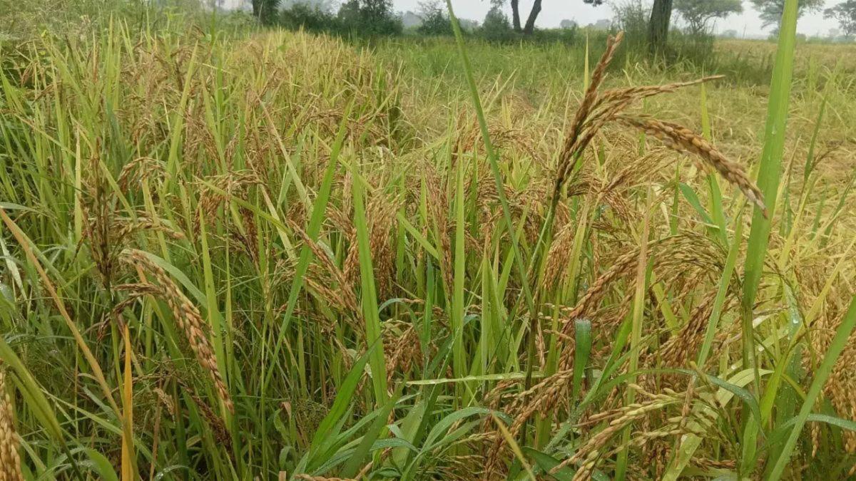 bhaarii-baarish-se-dhaan-aur-sbjiyon-kii-phsl-prbhaavit