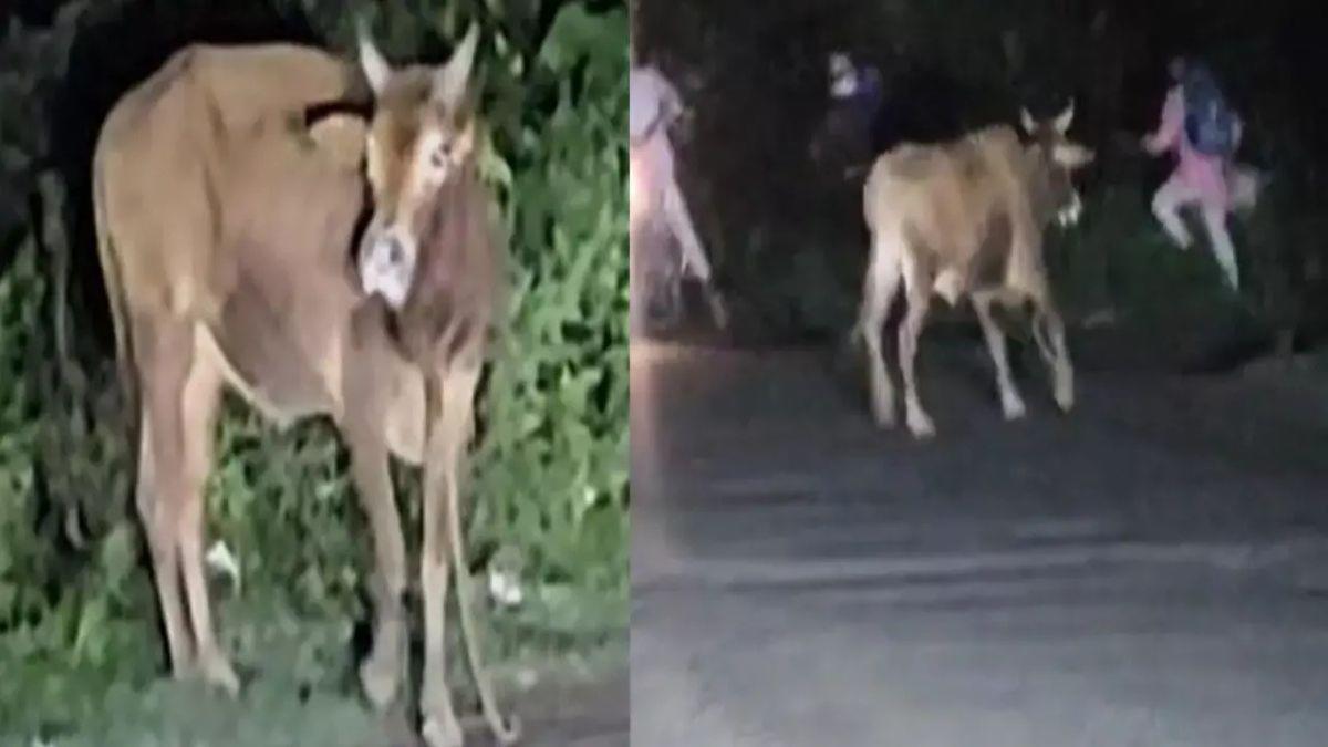 bilaaspur-men-saandd-ke-hmle-men-ek-vykti-kii-maut-caar-ghaayl