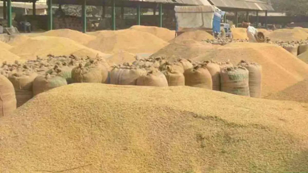 छत्तीसगढ़ में धान खरीदी 15 नवंबर से: किसानों को मिलेगा 3100 रुपये प्रति क्विंटल का भुगतान!