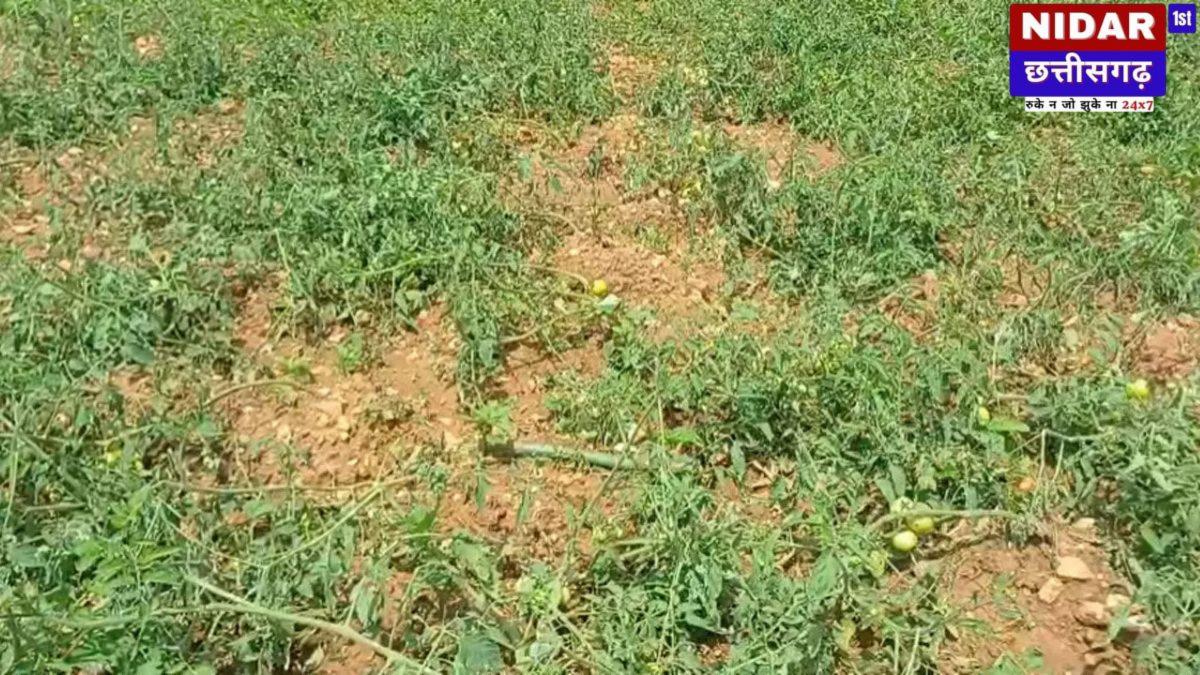 जशपुर में आंधी और ओलावृष्टि से खड़ी फसलें नष्ट, 50 से अधिक किसान प्रभावित