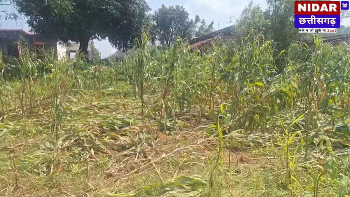 जशपुर में आंधी और ओलावृष्टि से खड़ी फसलें नष्ट, 50 से अधिक किसान प्रभावित